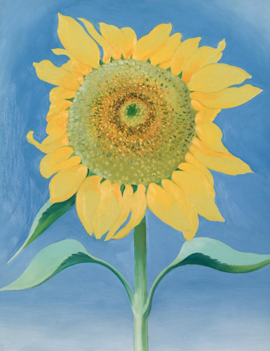 Georgia O'Keeffe, Sunflower, New Mexico 1, 1935