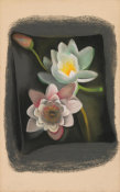Georgia O'Keeffe - Water Lily, 1921