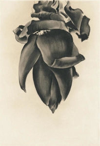 Georgia O'Keeffe - Banana Flower No. II, 1934