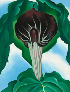 Georgia O'Keeffe - Jack-in-the-Pulpit No. 3, 1930