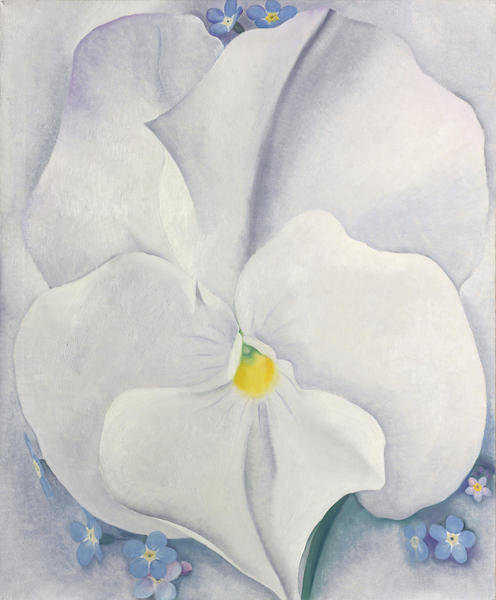 White Pansy, 1927 by Georgia O'Keeffe - Paper and Canvas Print ...